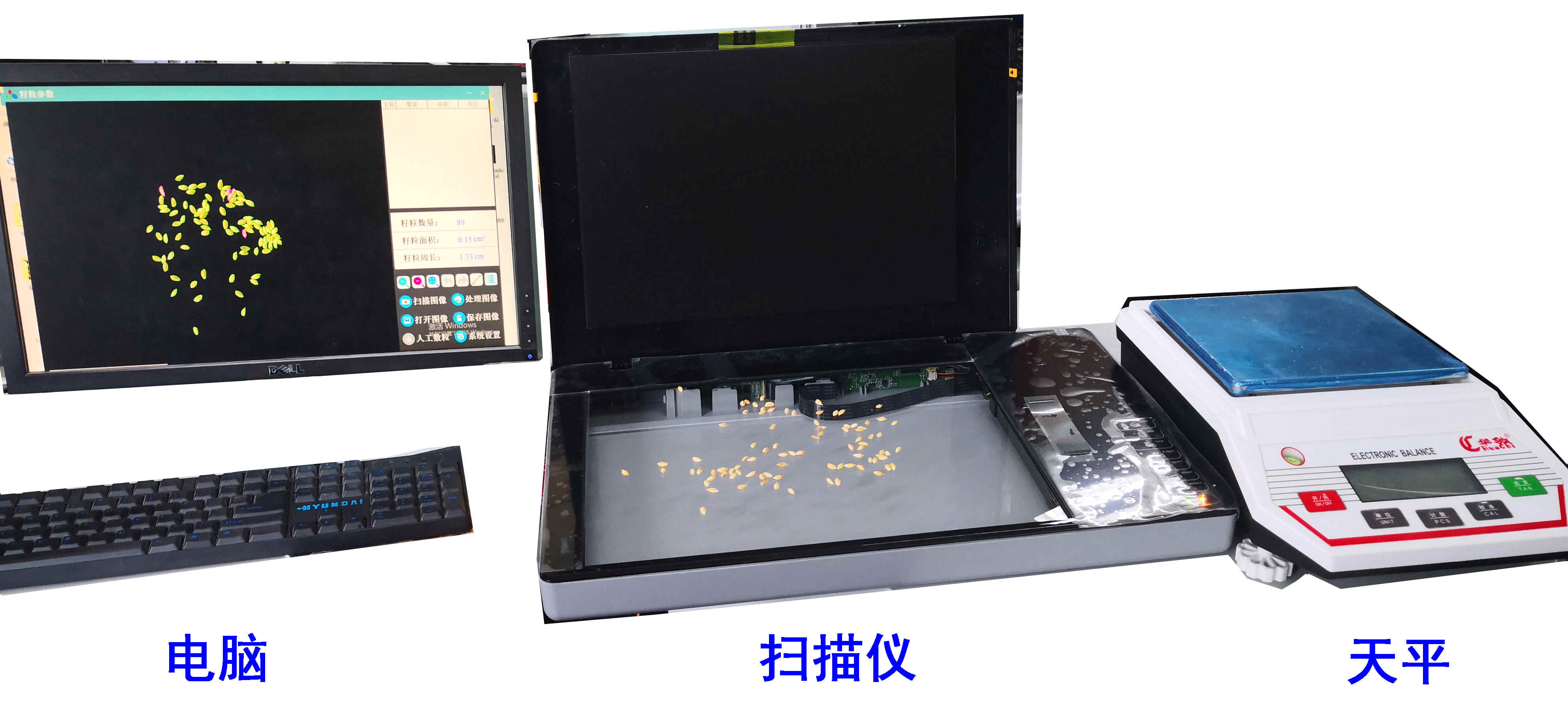 扫描式考种仪\千粒重仪\种子表型仪